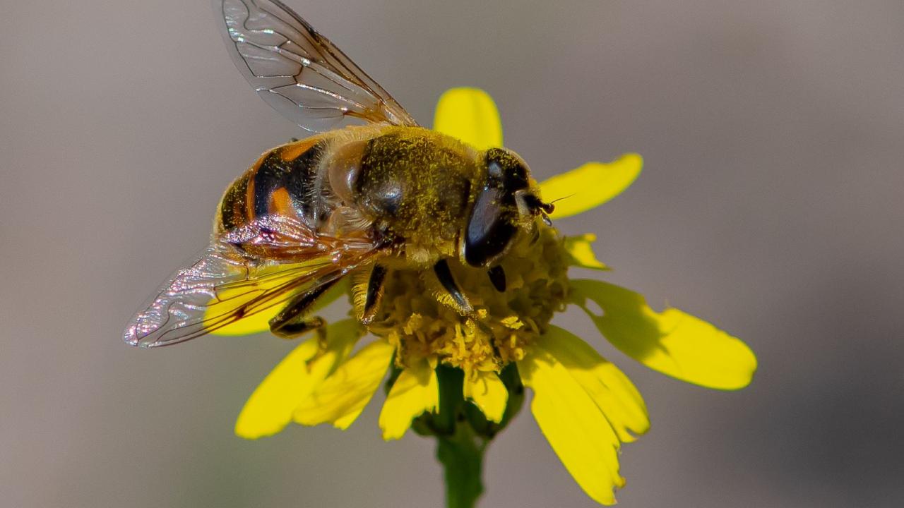 Blinde bij (een zweefvlieg, om het makkelijk te maken)