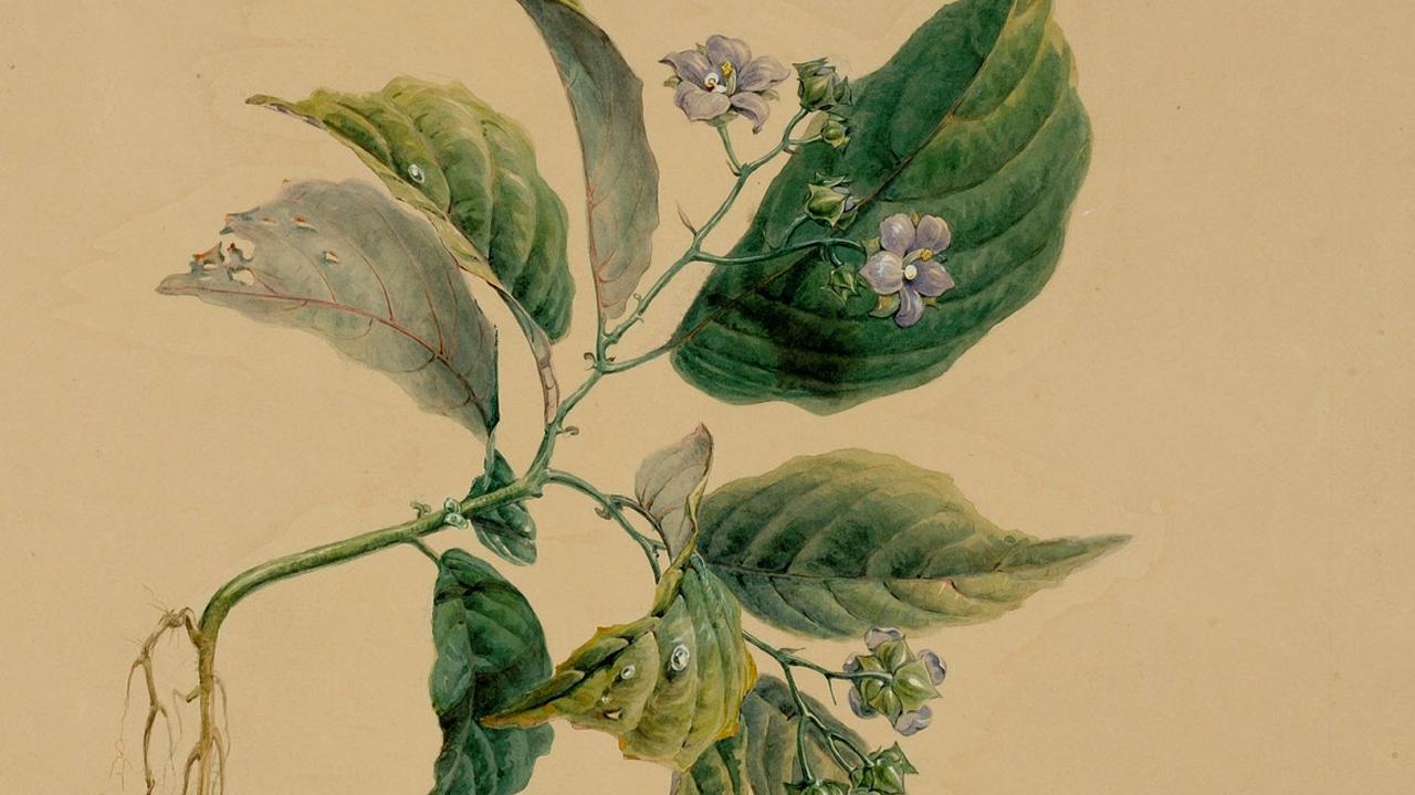 Botanische prent uit archief