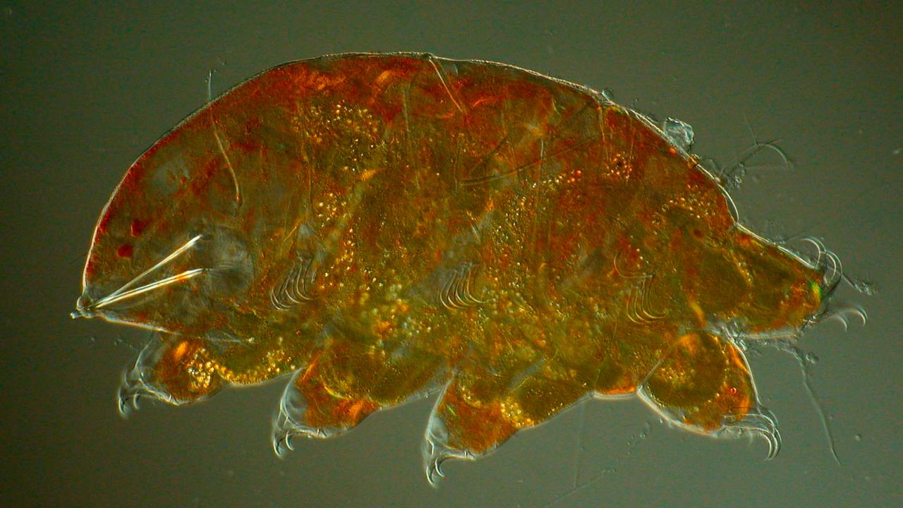Microscopische foto beerdiertje