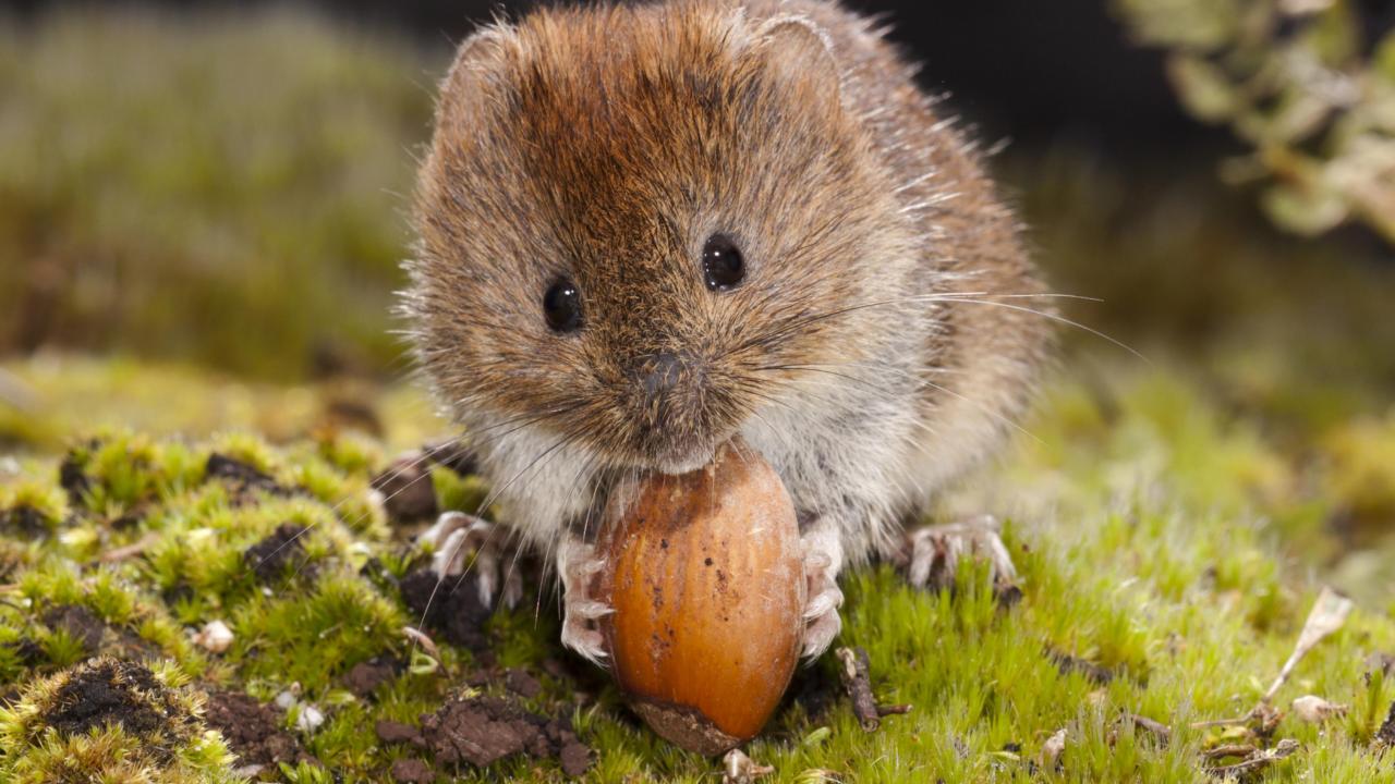 Woelmuis eet een nootje