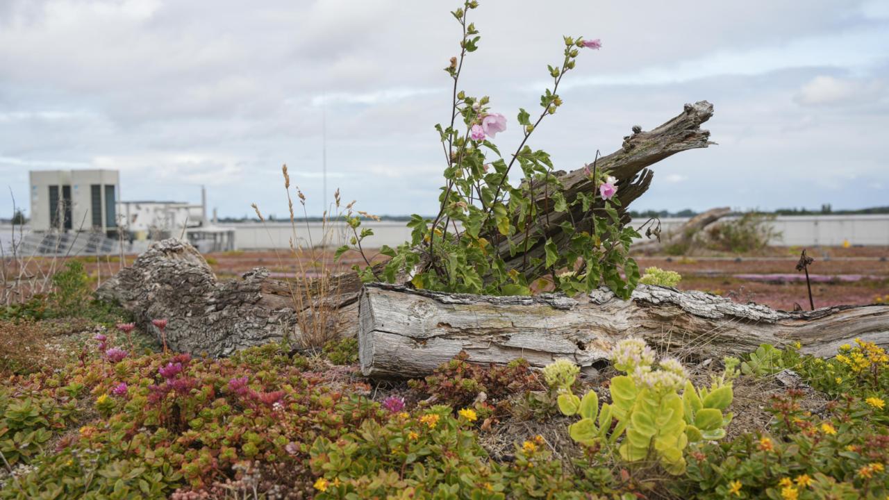 Bloeiende planten op een groen dak
