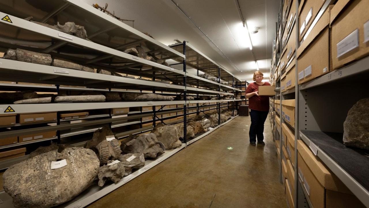 Collectiebeheerder Natasja lijkt klein in de enorme collectie. Credit: Taco van der Eb