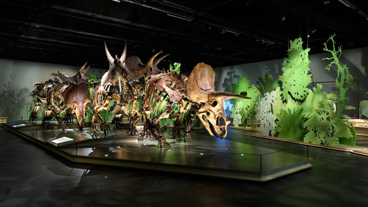 Foto van Triceratops de Kudde.