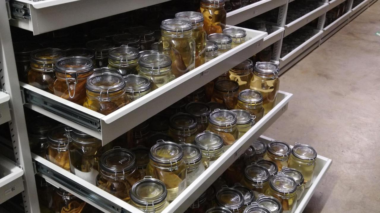 In de collectie van Naturalis Biodiversity Center staan miljoenen objecten uit de natuur compact bij elkaar.