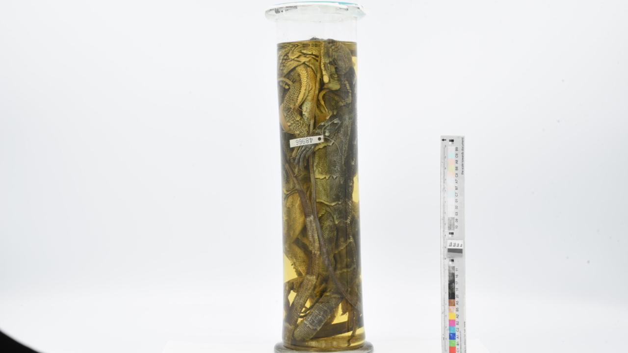 De Venezolaanse leguanen worden samen op sterk water bewaard in de collectie van Naturalis Biodiversity Center..