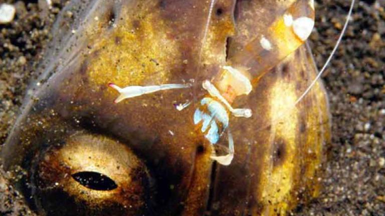 Ancylomenes magnificus