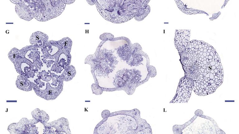 Cynorkis fastigiata and Epipactis helleborine