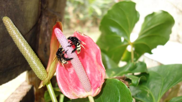 Tropische bestuivers