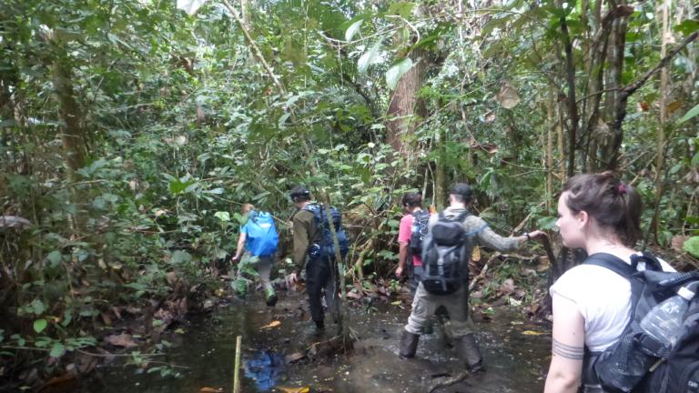 Wandelen door de dichte jungle om kalkstenen ontsluitingen te bereiken