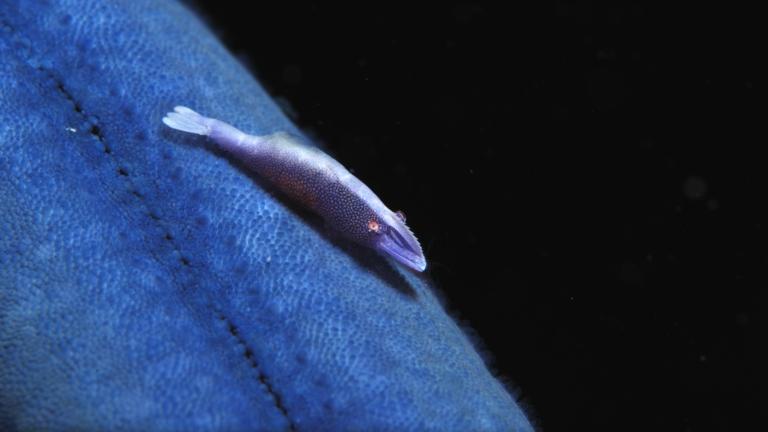 RAJ.01_181107_CF000-DSC_00190009_Zenopontonia_soror_sea_star_Linkia_laevigata