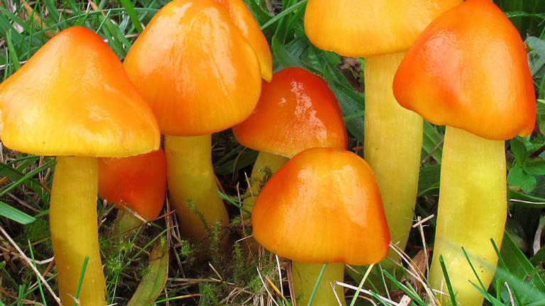 Nederlandse paddestoelen