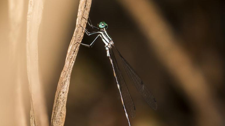 Perissolestes magdalenae