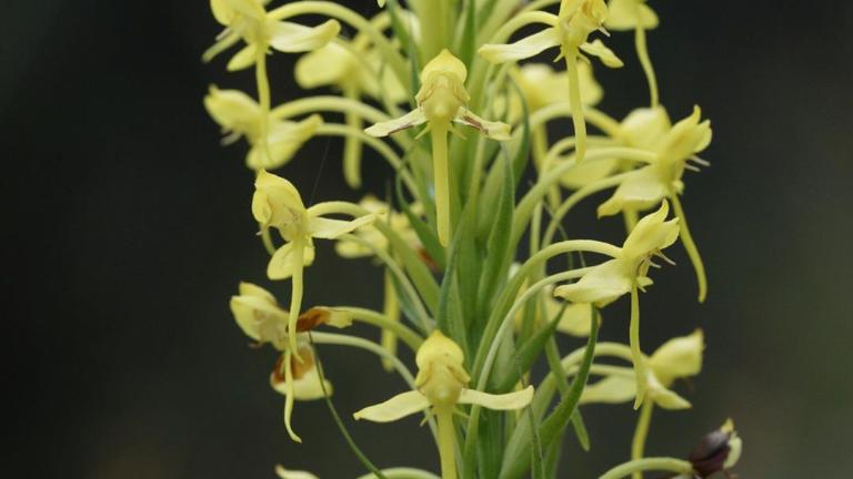 Habenaria