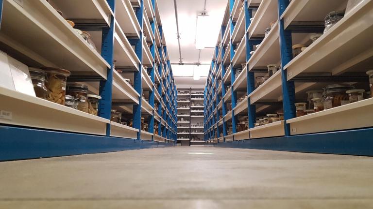 Collection Decapoda 18L