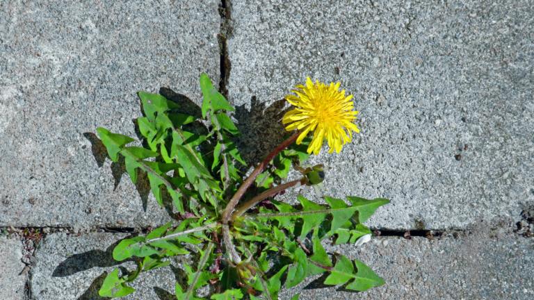 Tegels met paardenbloem