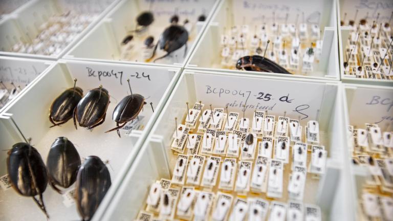 Kevers uit de collectie