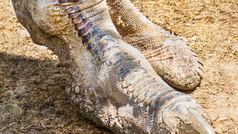 Poot van een struisvogel