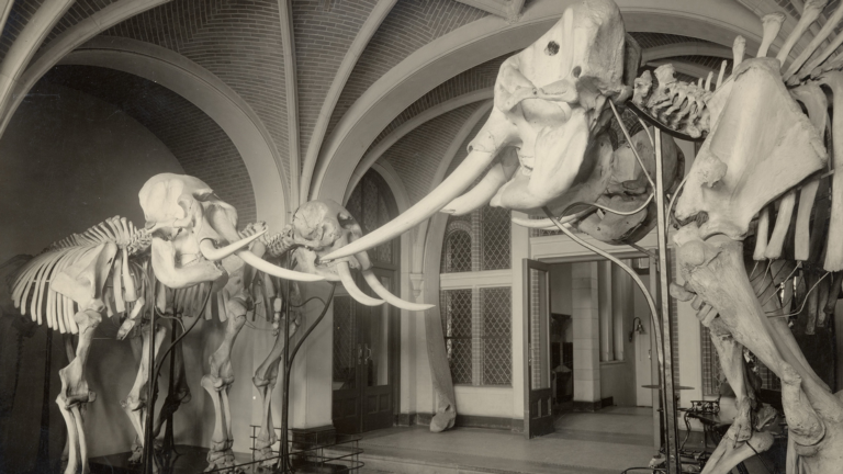 Olifanten in het oude museum
