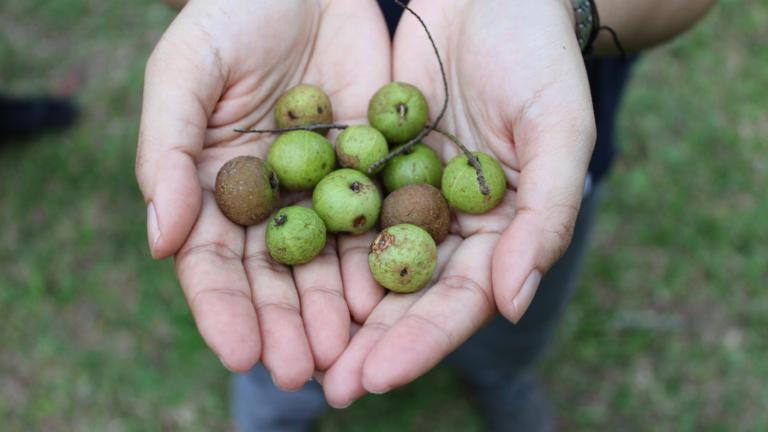 Phyllanthus emblica vruchten