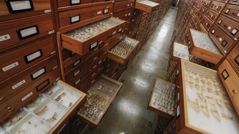 Lades vol vlinders in de Toren