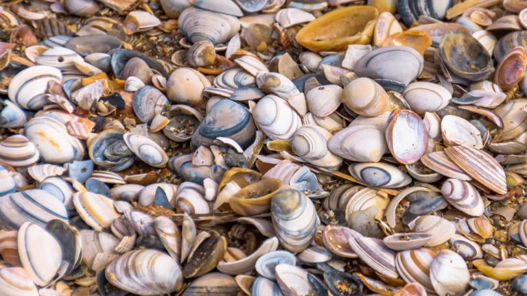 Schelpen op strand Getty Images