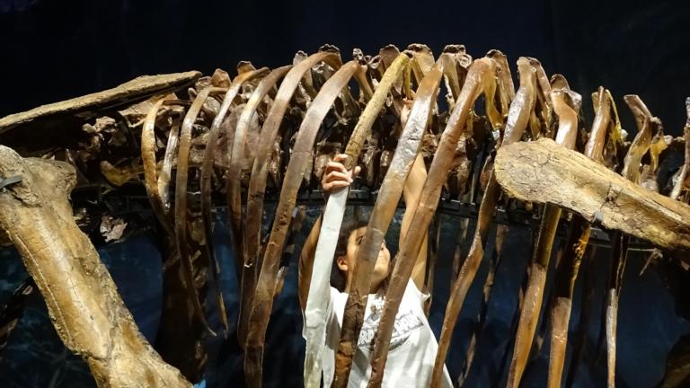 In het triceratopsskelet