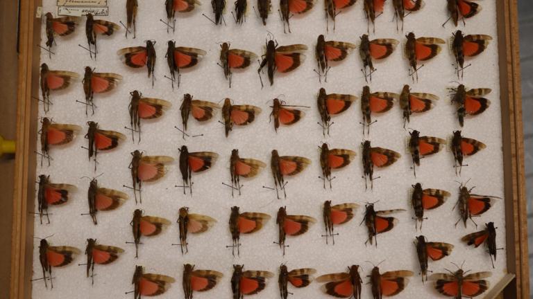 Oedipoda germanica from France; collection ZMA