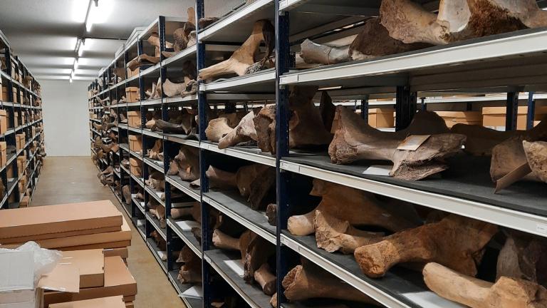 Collection Naturalis