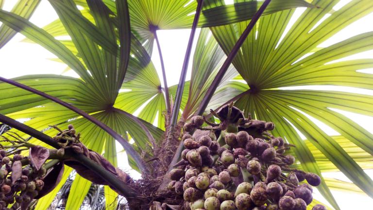 Sorry! De afbeelding is niet beschikbaar