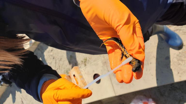 Veldwerk Wielstra team - Manon de Visser