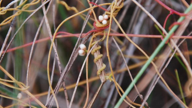 New species of Cassytha found at Cap Esterias in Gabon