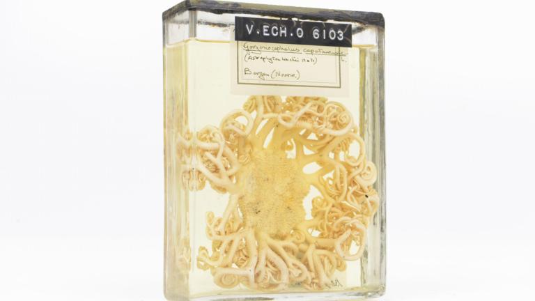 Medusahoofd op sterk water