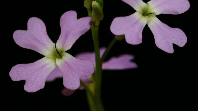 Ricatia lunaria