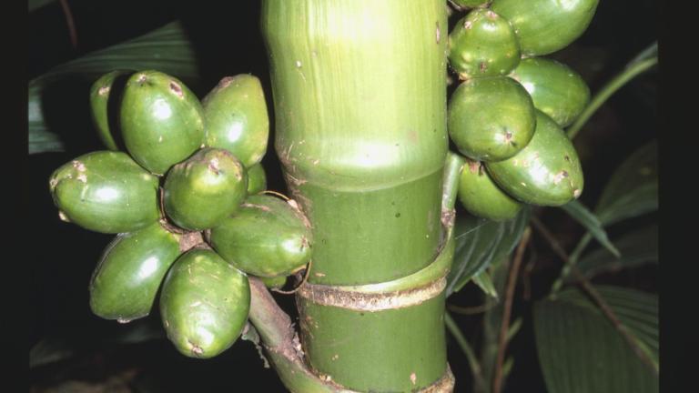 Vruchten van een palm; Areca ipot