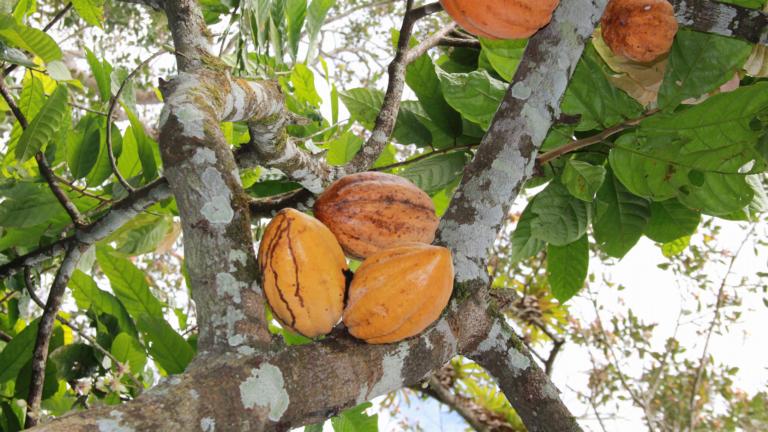 Cocoa fruits on a tree