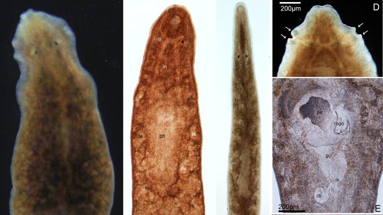 Flatworm_1
