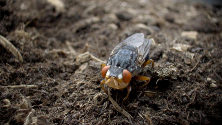 Een foto van vlieg Kwak 