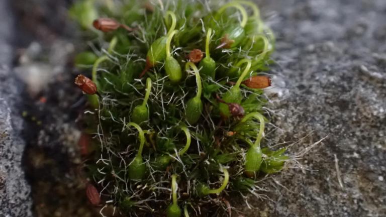 Grimmia pulvinata, a typical city dweller.