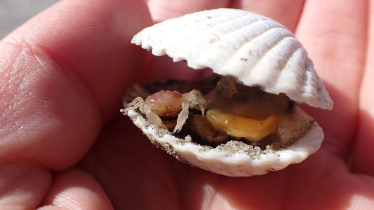 Pinnotheres pisum in een gewone kokkel, Cerastroderma edule