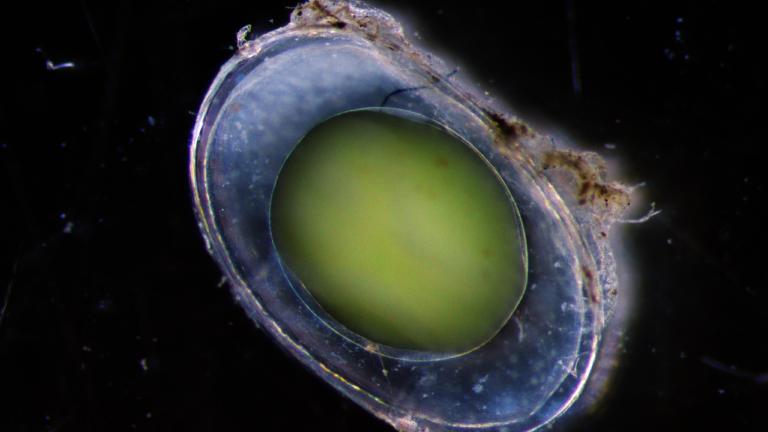 Neurulation in Triturus