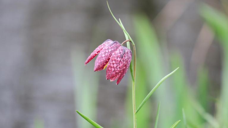 Wilde kievitsbloem (Fritillaria meleagris)