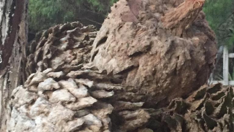 Dioon kegels geoogst om bloem te maken