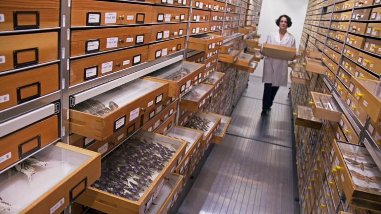 collectie toren vlinders