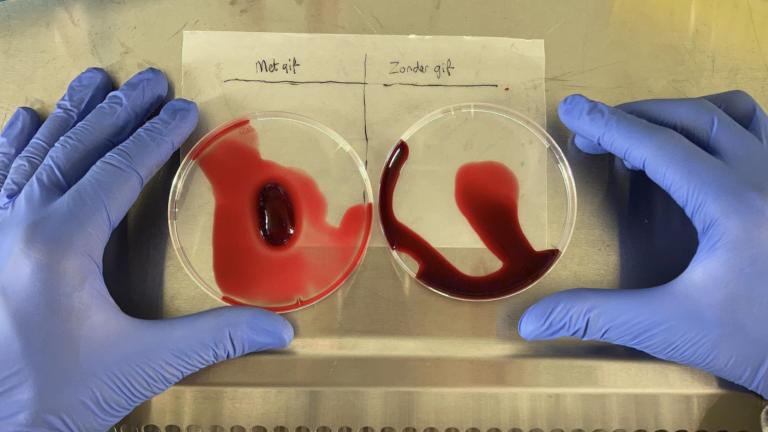 Hematoxisch slangengif kan bloed doen stollen