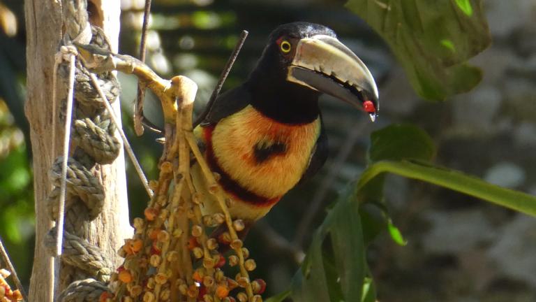 Toekan met palmvrucht foto Tom Wout