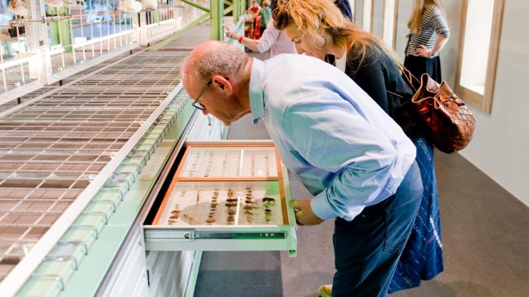 Ladesysteem Nederlandse soorten