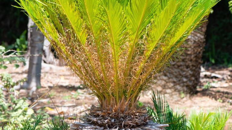 Cycas revoluta, vredespalm