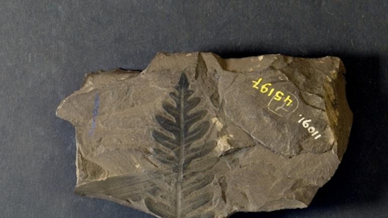 Plantenfossiel Jongmanscollectie