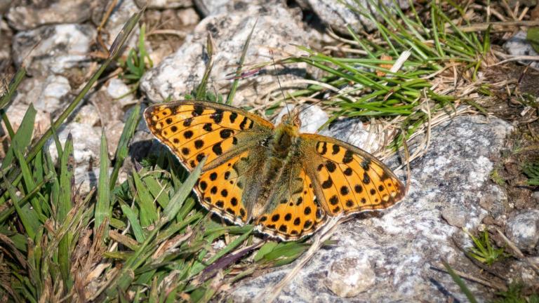 kleine parelmoervlinder