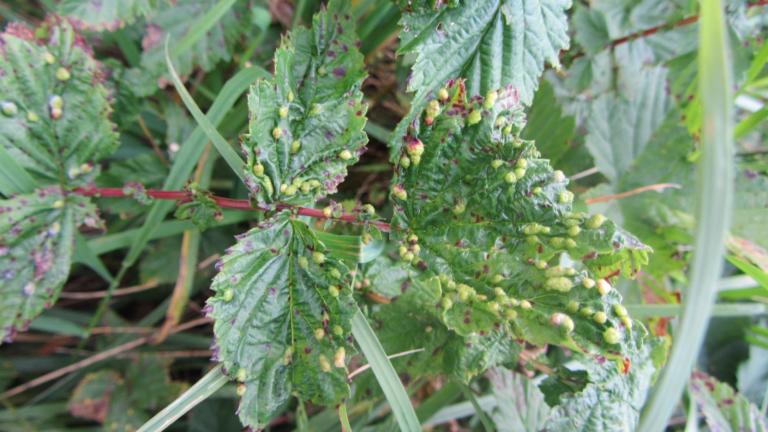 Dasineura ulmaria galls